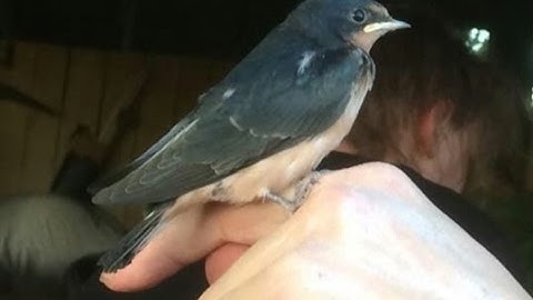 Mau Abata Lazes About