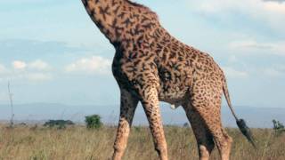 Zoo Animals : How Long Does a Giraffe Live?