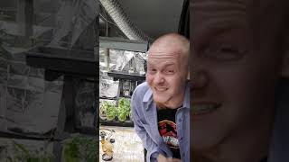 WesternCoHomeGrown: Strain Review ,Afghani crystal and sause from summit