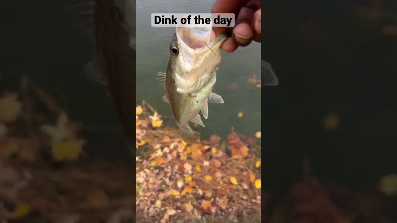 Dink of the day 