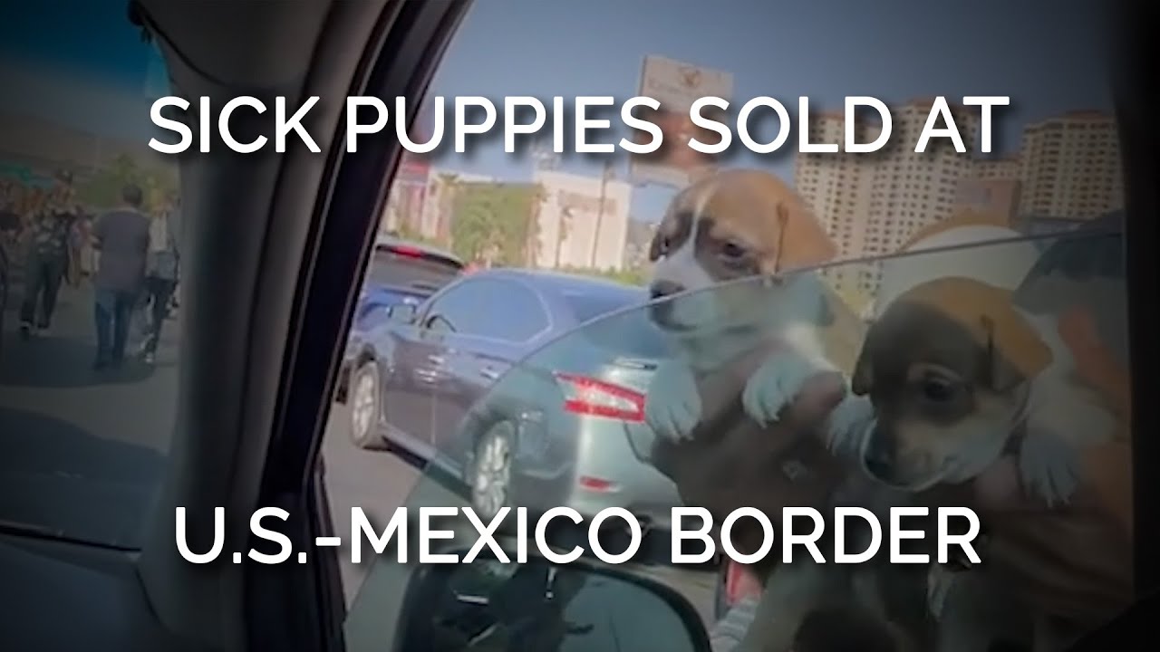 Can Dogs Cross The Border To Mexico