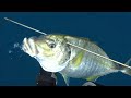 Best Spearfishing Shots Episode II
