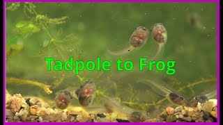 Tadpoles morphing into frogs