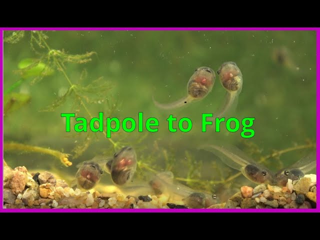 DIY frog trap I 5 easy steps 