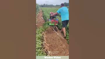 Peanut harvesting with efficient machines! #machine #peanuts #farming