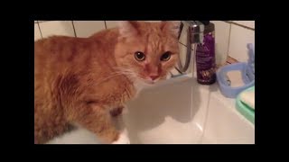 Приколы про кошек. Усы, лапы, хвост / Mustache, paws, tail Видео от SAFa Приколы про кошек. Усы, лапы, хвост / Mustache, paws, tail Видео от SAFa