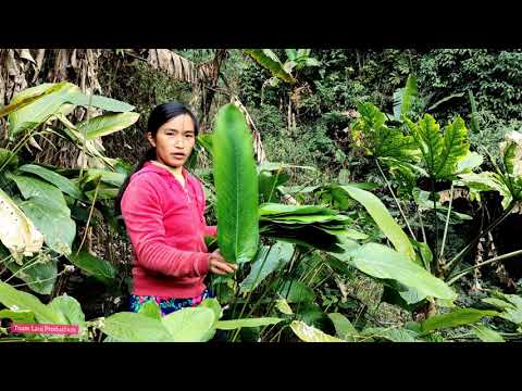 Video: Calathea Thiab Maranta Qhov txawv: Kuv puas loj hlob Maranta lossis Calathea