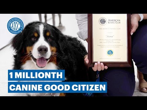 the-american-kennel-club-celebrates-1-million-dogs-passing-akc’s-canine-good-citizen®-test