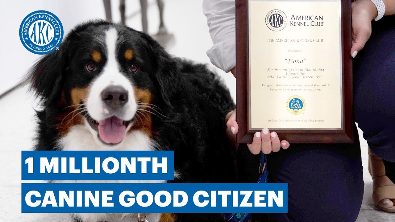 THE AMERICAN KENNEL CLUB CELEBRATES 1 MILLION DOGS PASSING AKC'S CANINE  GOOD CITIZEN® TEST - YouTube