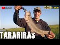 TARARIRAS AL COSTADO DE RUTA 2