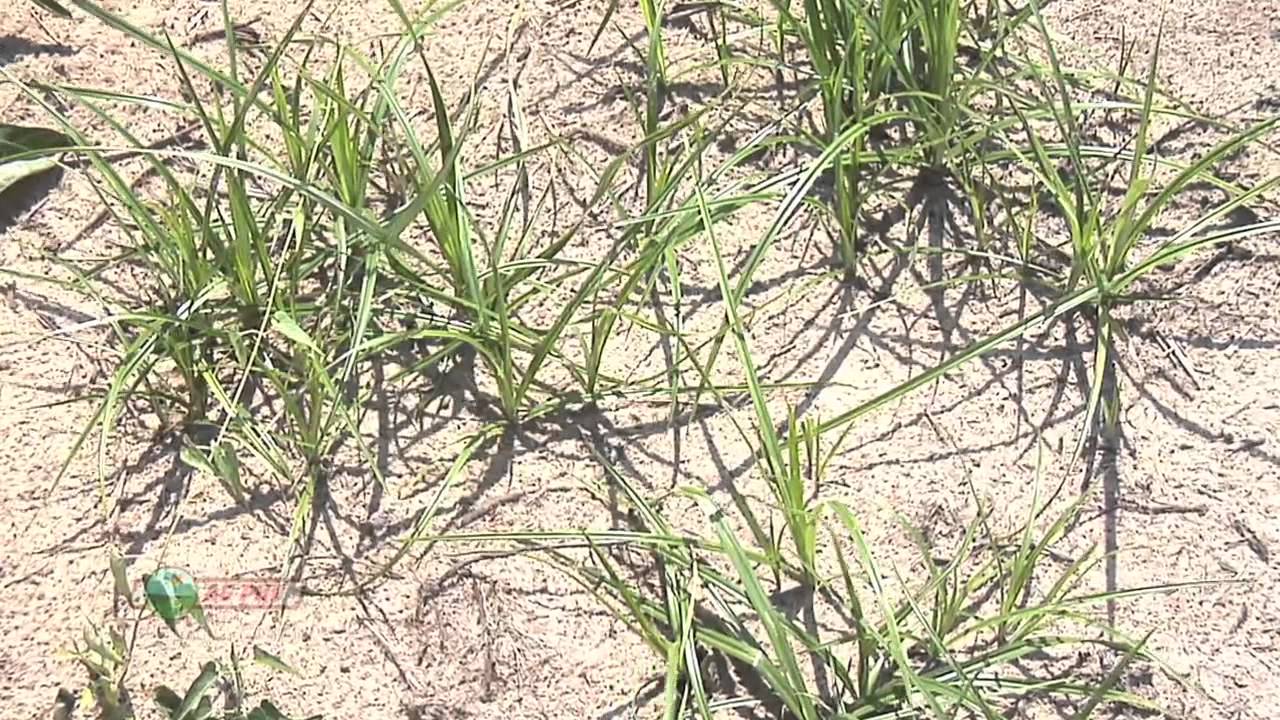 Weed of the Week #759-Yellow Nutsedge (Air Date 10/21/12)