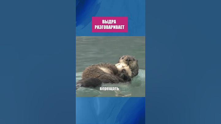 Слышали как выдра говорит?