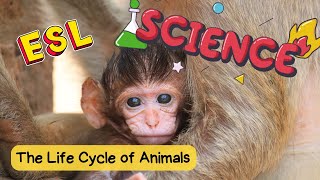 The Life Cycle of Animals: Beginner Science Vocabulary Lesson