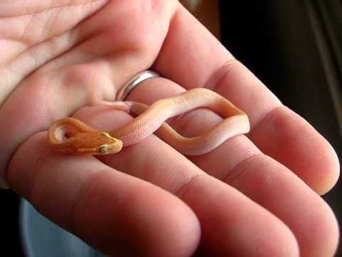 snake oil Albino house snake (Lamprophis fuliginosus)