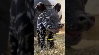 The Funny Secret of Tapirs