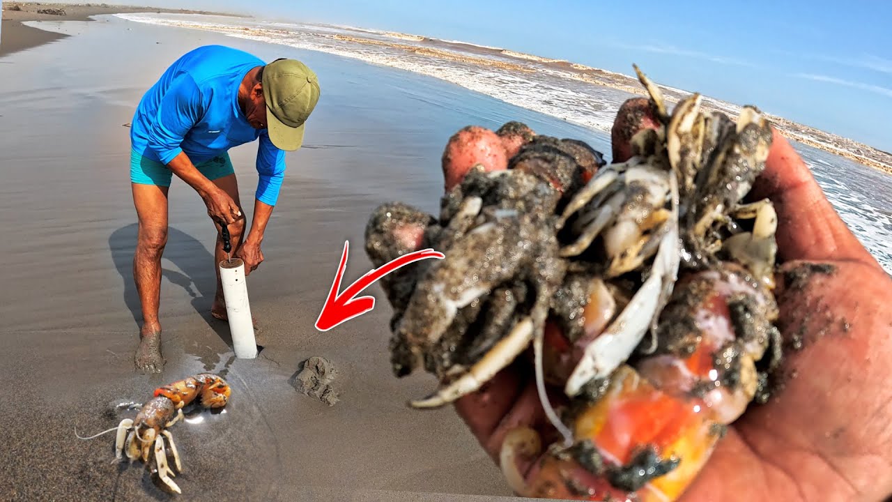 Vean como mi Viejito de 65 años Extrae Napes o Maruchas en el mar y esto fue lo que COCINAMOS