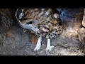 Tawny Owl Nest Camera | March 22 2019 | How this Tawny Owl escaped death