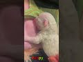 かわいい子犬の日常 #koreaPuppies #japanDogs
