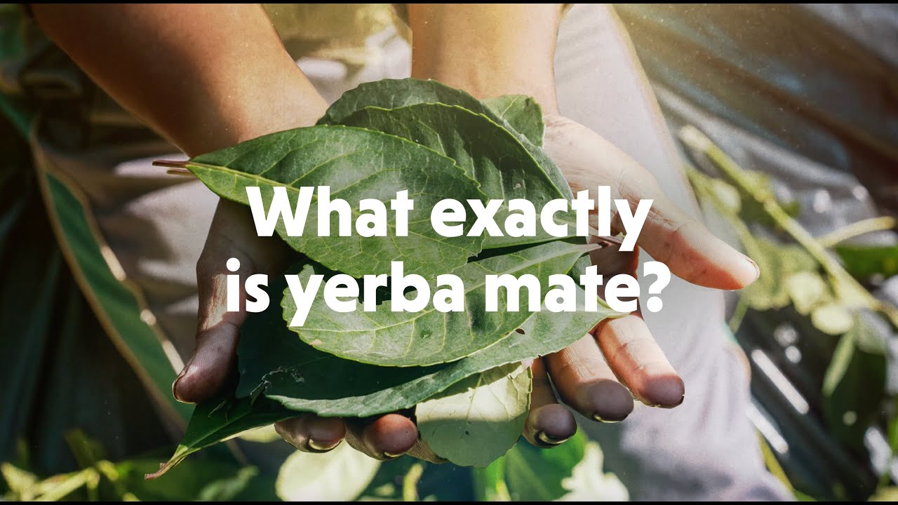 5 Benefits of Yerba Mate