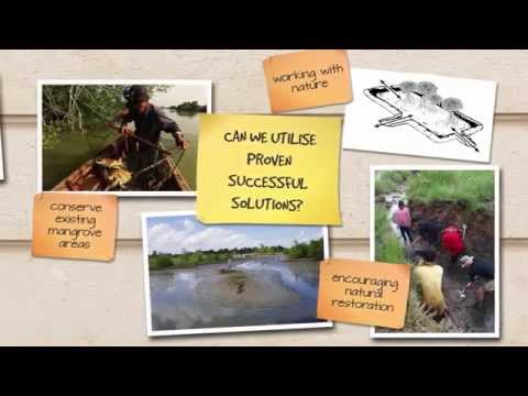 Think Mangrove Forests