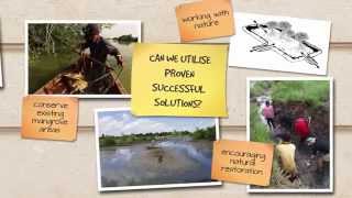 Think Mangrove Forests