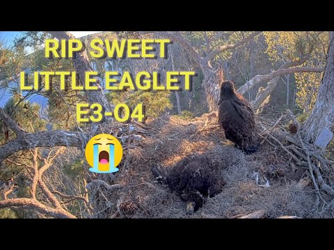 💔Heartbreaking E3-O4 passed