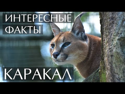 Каракал - интересные факты