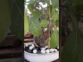 Unique Plant aged 10 years🌱 🏡🫶🏻 #stressrelief #gardening #relaxing #garden