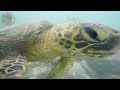 Swimming with Green Sea Turtles in Hawaii