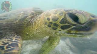 Swimming With Green Sea Turtles In Hawaii