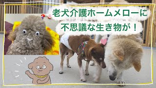 【老犬介護ホームメロー】突如現れた謎の生き物の正体は…！？