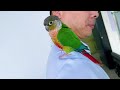 YY004.The New Office Pet—A Parrot