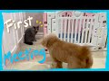 My Family meets my new Toy Poodle Puppy | Winter Series | The Poodle Mom