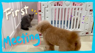 My Family meets my new Toy Poodle Puppy | Winter Series | The Poodle Mom