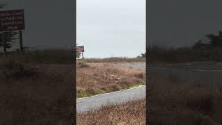 Coyote hunts a mouse in Point Reyes