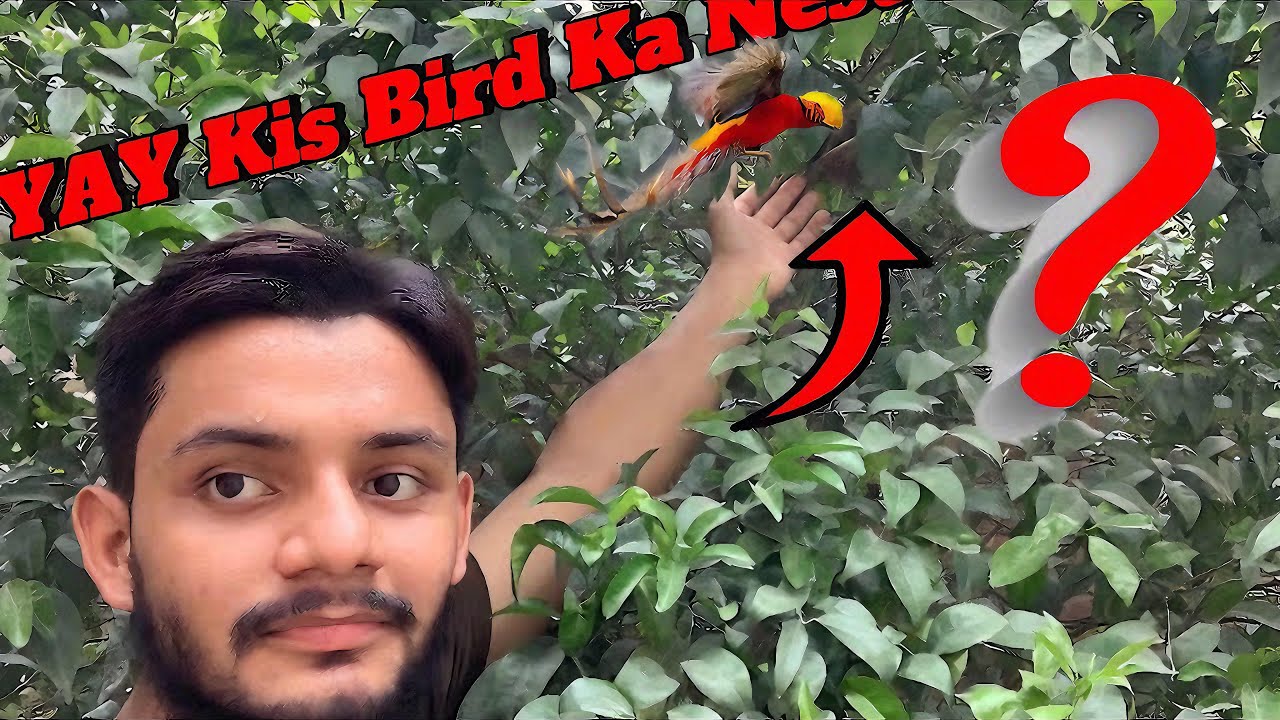 😱😱😱 YY Kis Bird Ka Nest Hai???#Plantsandminizoo#petsvloging - YouTube