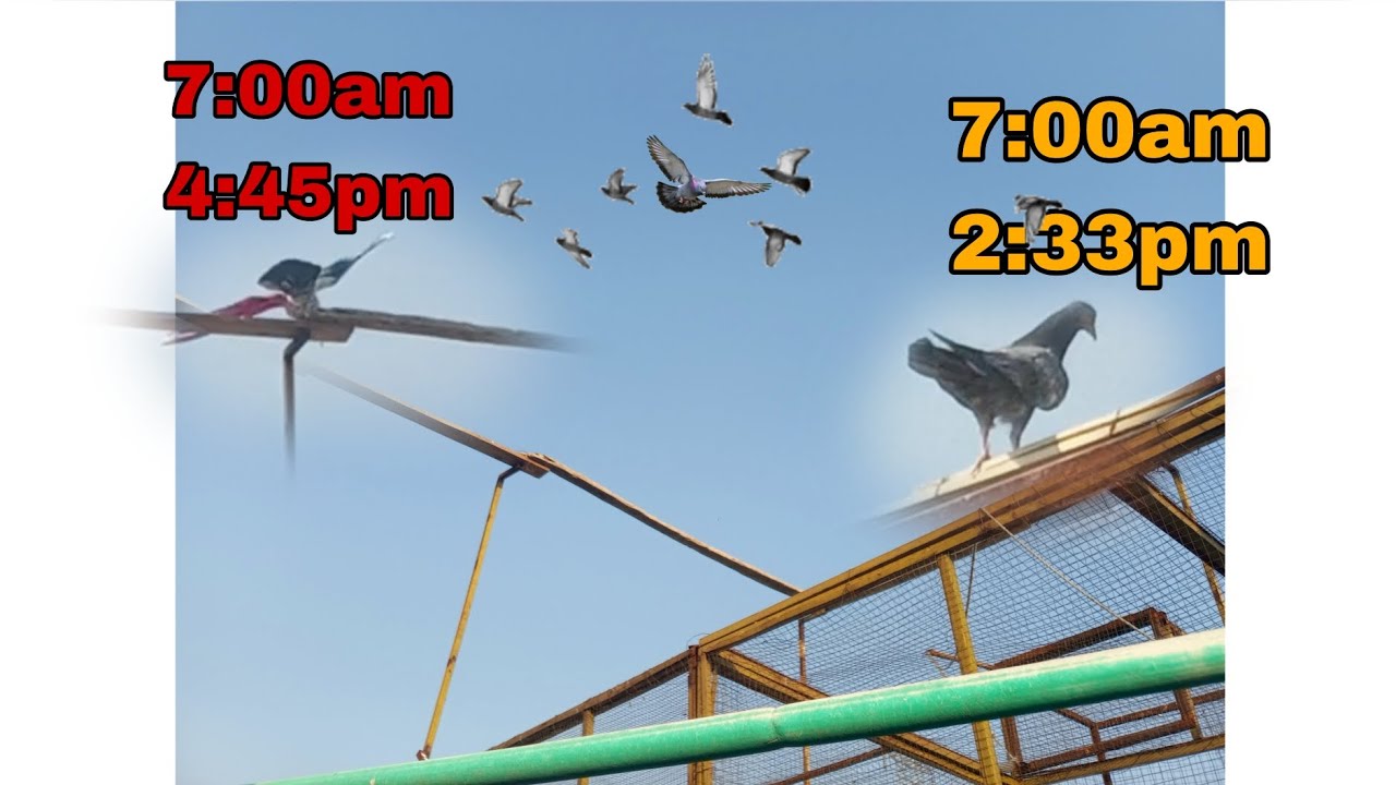 Aj kabutar Bhoot ude || new pigeon be pakda|| full pigeons update #pigeon #pigeonlaver 