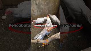 Banyak orang bilang cabut ekor ayam Bangkok ekor lidi di umur tertentu itu cuma mitos  #ekorlidi