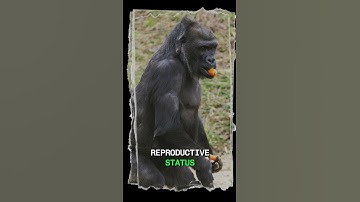 Discover the fascinating world of gorilla communication through scent