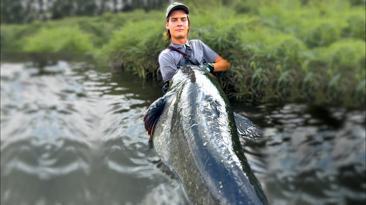 HUGE FISH FROM THE RIVER 😱