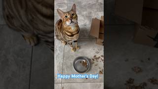 George has been working on my gift all week! Happy #mothersday #cat #gift #funnycat #fyp #bengalcat