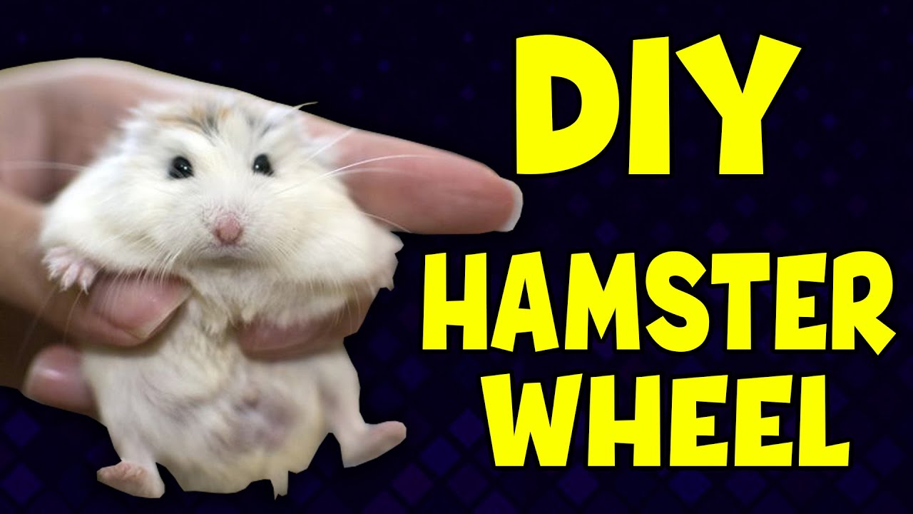 HAMSTER WHEEL DIY EASY HDD Engine With Storage Container How To
