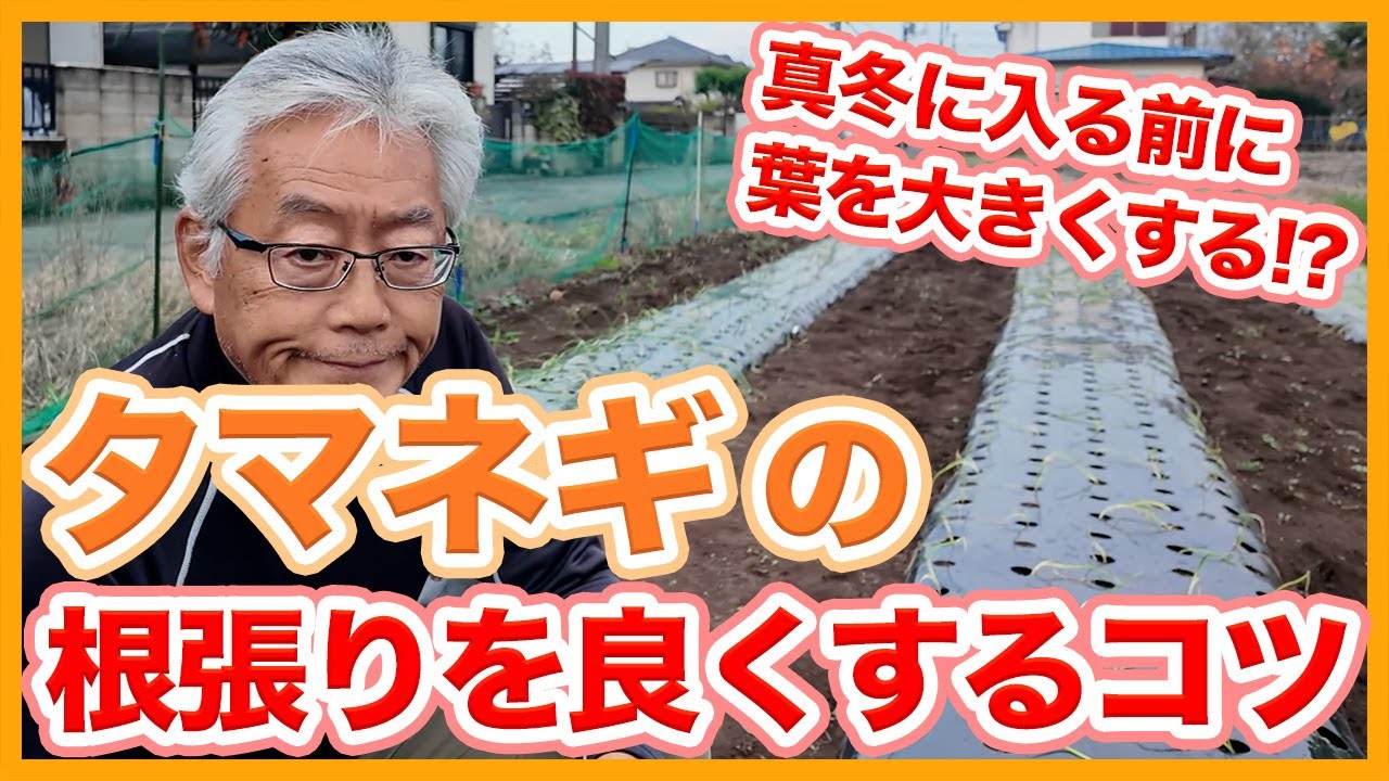 Onions grown in home gardens and farms need to have good root