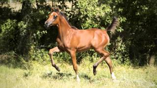 SH B Azzaro -  LARGO DE SARJEVANE by MF ARYAN EL THESSA x VALENTINA AA by ALI VALENTINO