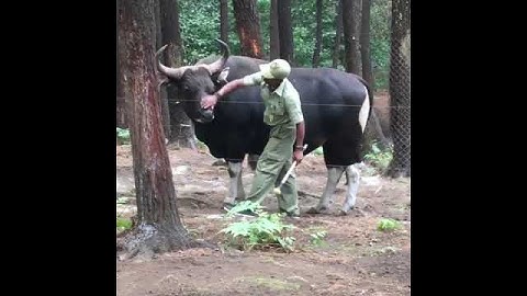 SAPI BALI TERBESAR DI INDONESIA
