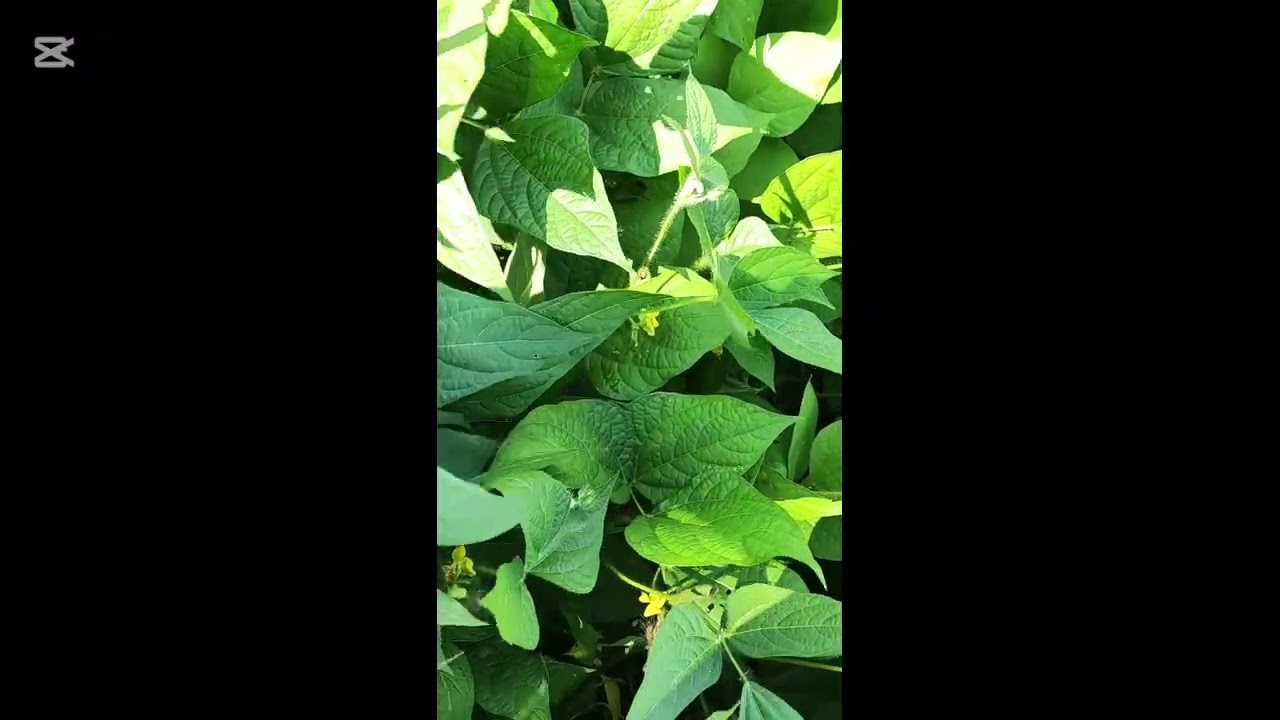 ပန်းစပြချိန် ဆေးချက်တစ်ချက်