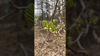 A poetic welcome celebrating the arrival of Spring in these arctic parts #mentalwellness #hope