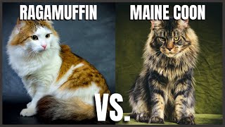 Ragamuffin Cat VS Maine Coon Cat
