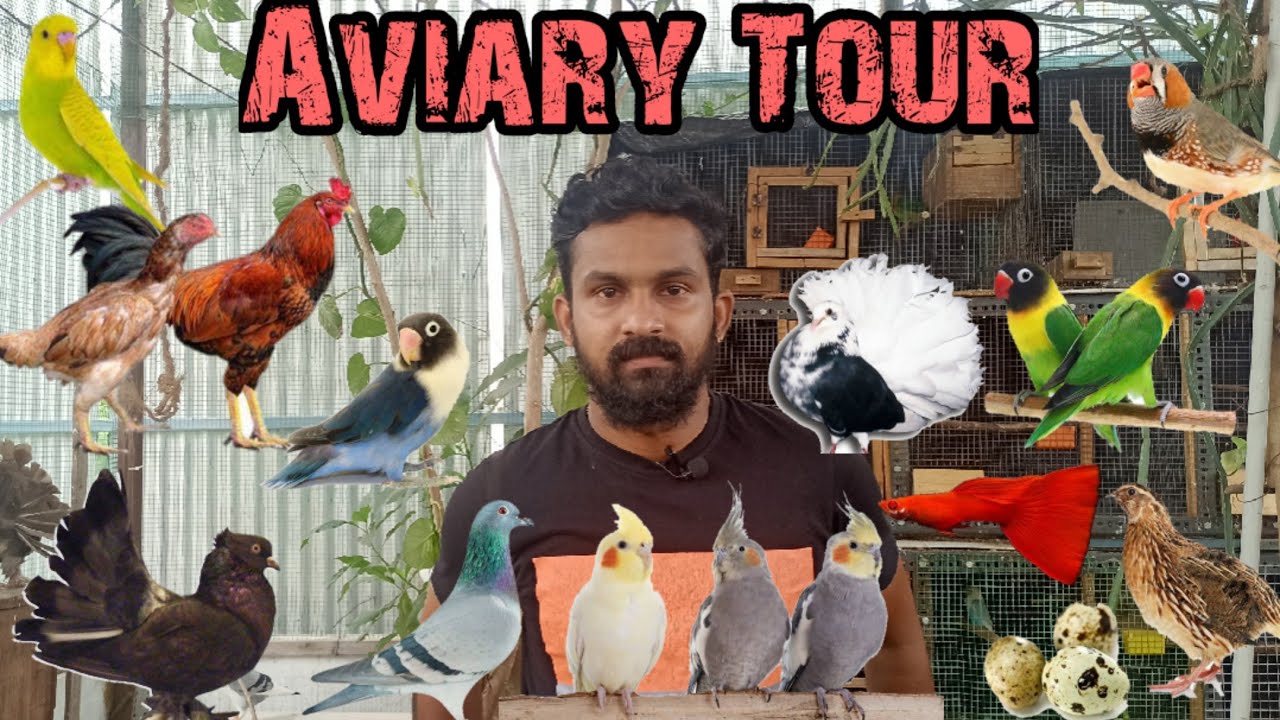 Aviary Tour in Tamil | Karthick's Aviary - YouTube