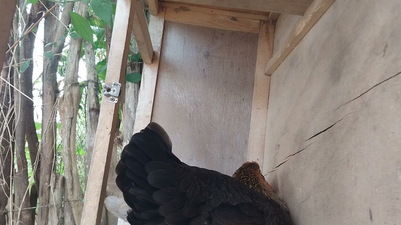 A SAGA DAS GALINHAS QUE CHOCARAM NO MESMO NINHO 